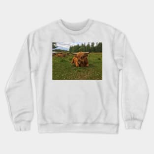 Scottish Highland Cattle Bulls 2037 Crewneck Sweatshirt